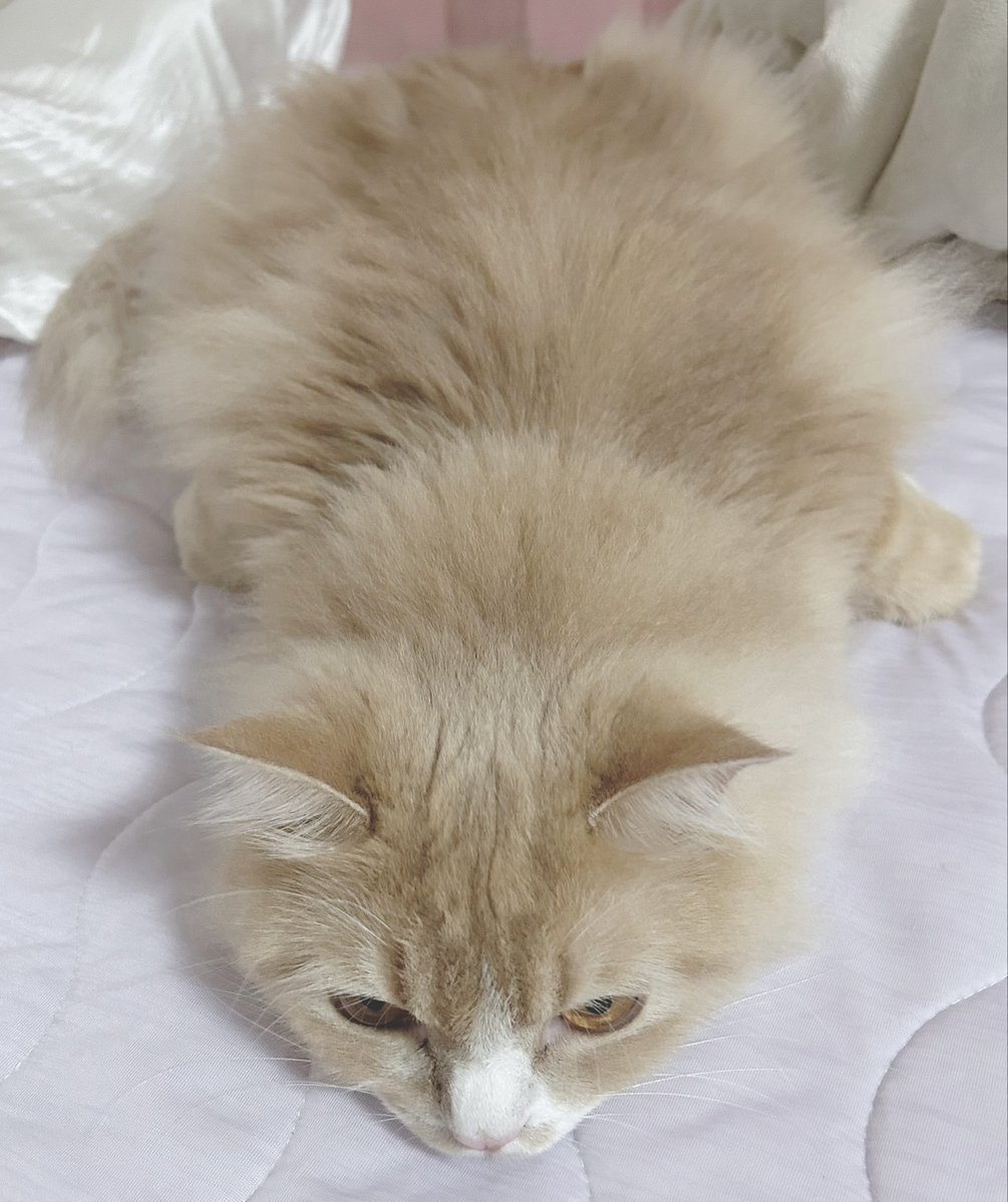 ゆんにゃん ゆんにゃん🐱🍼 (@yun_pawapuro) / Posts / X