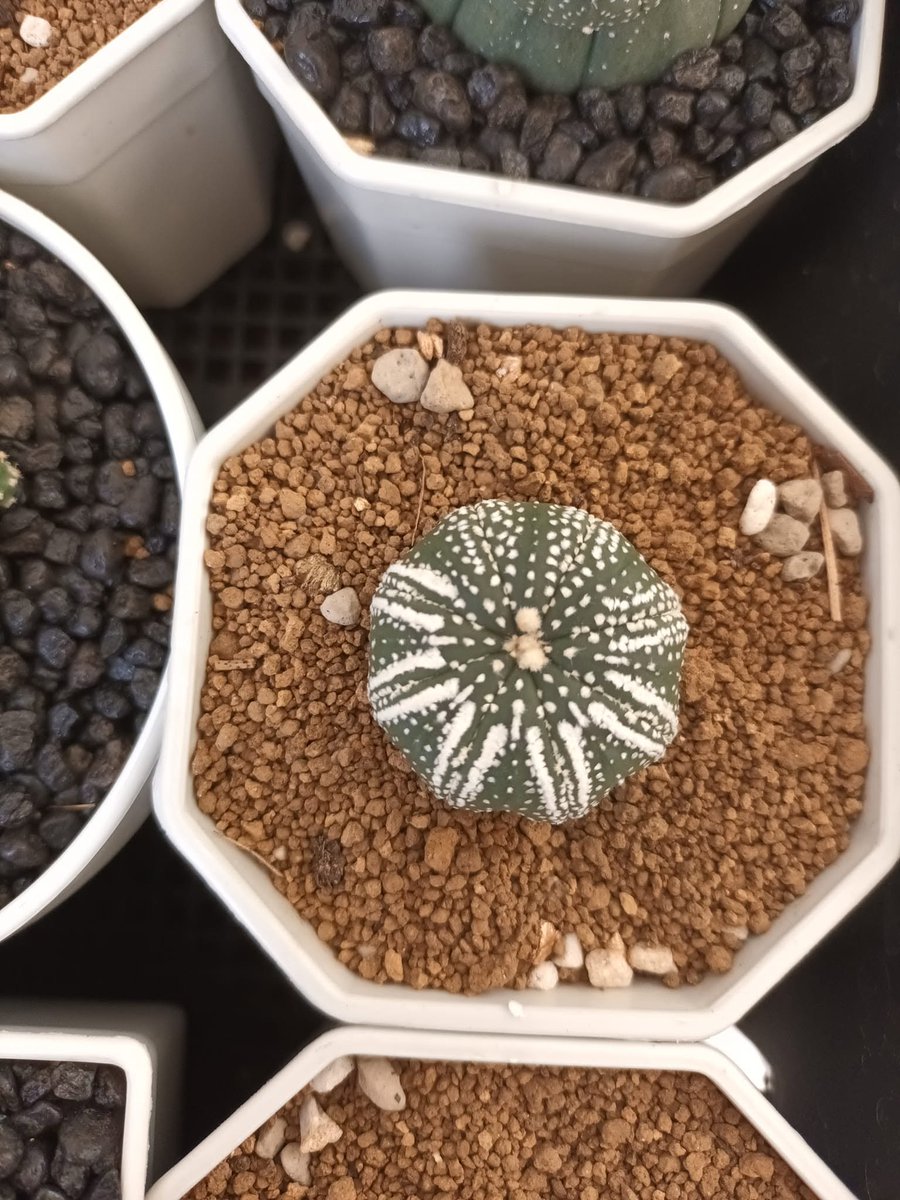 MamaASOLO's tweet photo. คิดถึงเด็กๆ ตอนนี้อยู่เป็นอย่างไรบ้างน้า 🌵🌵
มีใครเคยเห็น cactus ไม่มีหนามไหมคะ ต้นนี้ไม่รู้สีอะไร ไม่ทันเคยได้เห็นดอกน้องเลย
#Astrophytum https://t.co/LtjqJTFEcH