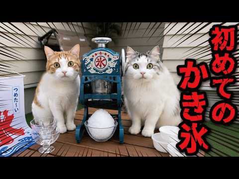 tsukushiuni's tweet photo. 熱中症対策で猫たちにかき氷を作ってあげた　　　より

https://t.co/UpLMv30c6Q

#ニャンチューバーつくし
#関西弁でしゃべる猫
#つくし 
#師匠 https://t.co/tcsK6uv5Bi