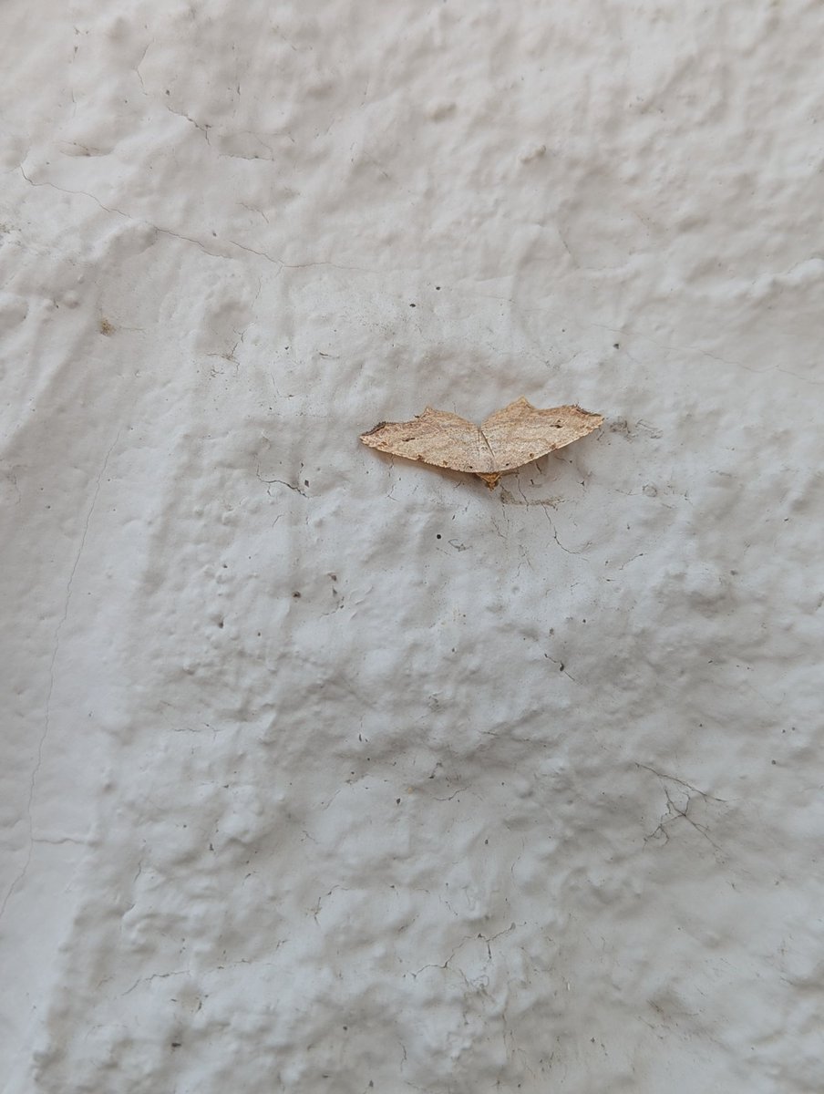 bro_skeleton's tweet photo. Making a post so Twitter stops thinking I'm a bot. Here have a moth https://t.co/0zx5kLzKrS