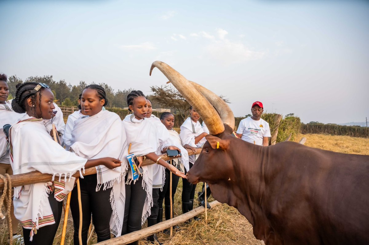 ExploreUganda's tweet photo. Explore Ankole https://t.co/6xWxftxbDy
