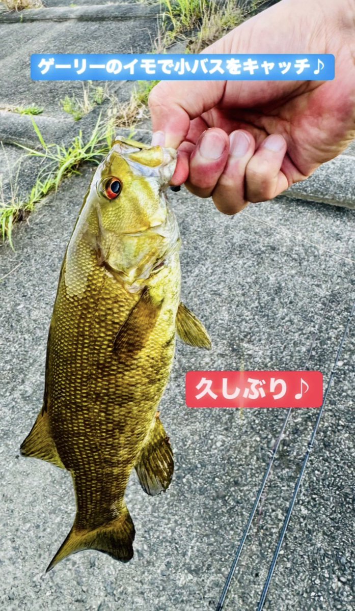 Akitoshi_Tsuji's tweet photo. 2年ぶりくらいにバス釣りに行ってかわいいスモールバスをキャッチ♪
やっぱり釣りは楽しい！
#バス釣り #fishing #釣り #夏 #荒川水系 https://t.co/c4eDmvzLAv