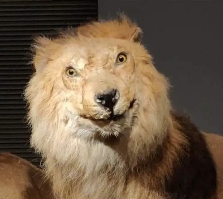 RarestLion tweet picture