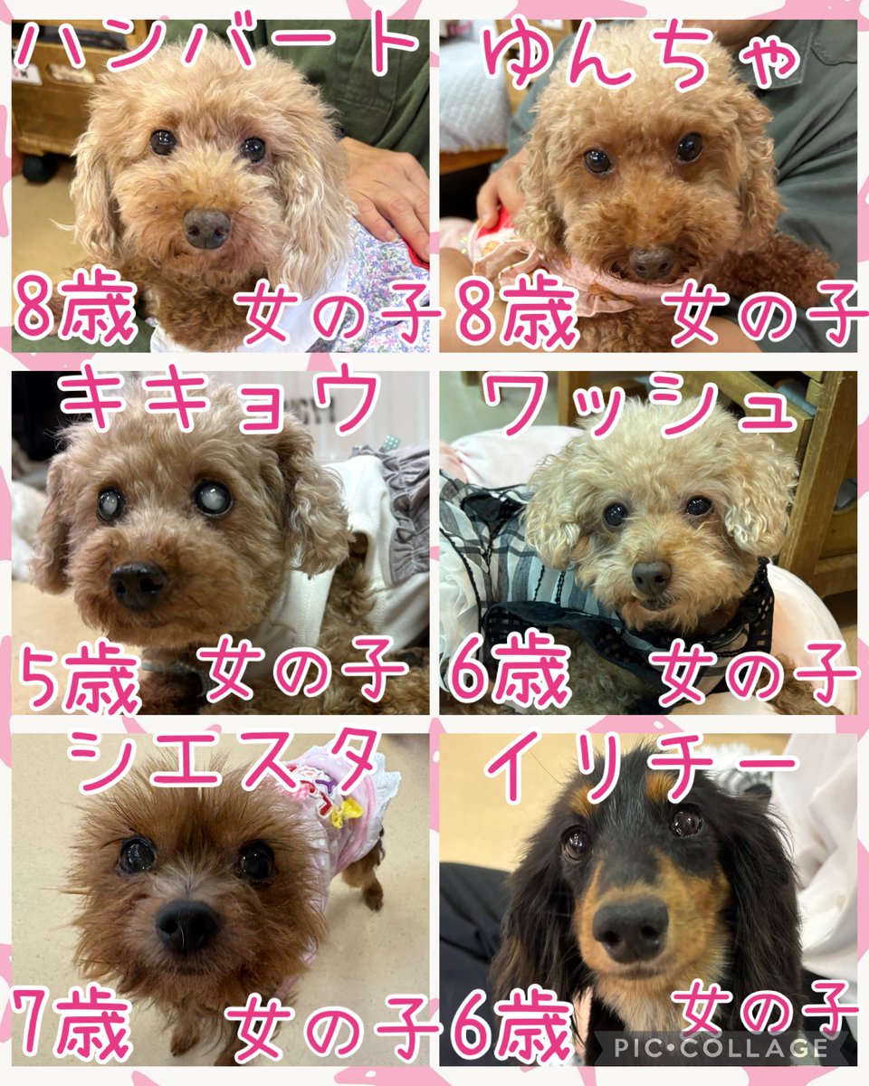 hogokencafeten1's tweet photo. おはようございます☀️

保護犬カフェ天神橋店
今日の里親様募集中メンバーです🐾
1頭でも多くの子達が幸せになれますように✨

先住犬🐶を連れて来ていただくと
相性も見れますよ🐾
気になる子がいましたら
お気軽にお電話にてお問い合わせ、
スタッフにお声かけください☺️
譲渡には審査がございます。 https://t.co/y9pzMspyF9