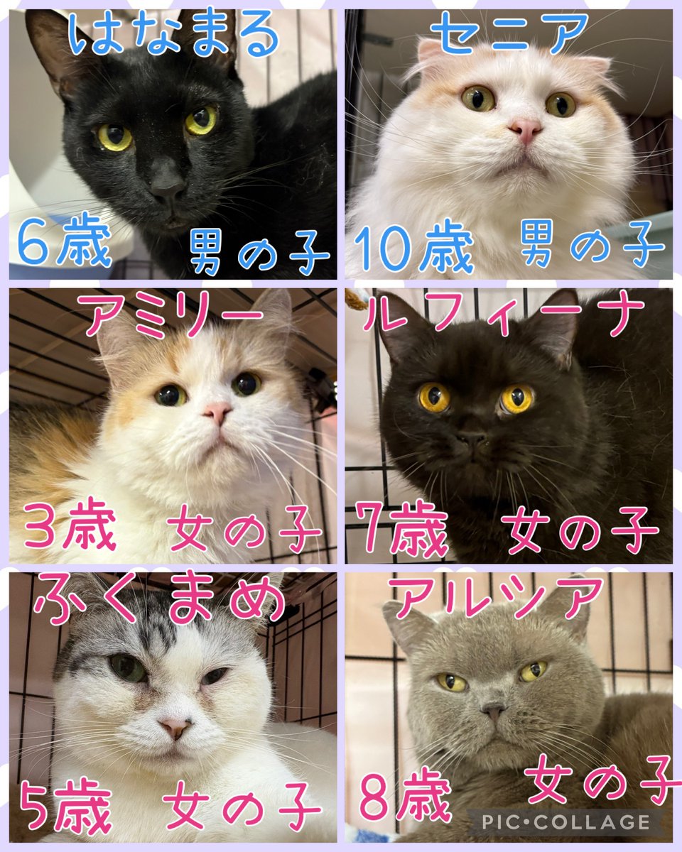 hogokencafeten1's tweet photo. おはようございます☀️

保護犬カフェ天神橋店
今日の里親様募集中メンバーです🐾
1頭でも多くの子達が幸せになれますように✨

先住犬🐶を連れて来ていただくと
相性も見れますよ🐾
気になる子がいましたら
お気軽にお電話にてお問い合わせ、
スタッフにお声かけください☺️
譲渡には審査がございます。 https://t.co/y9pzMspyF9