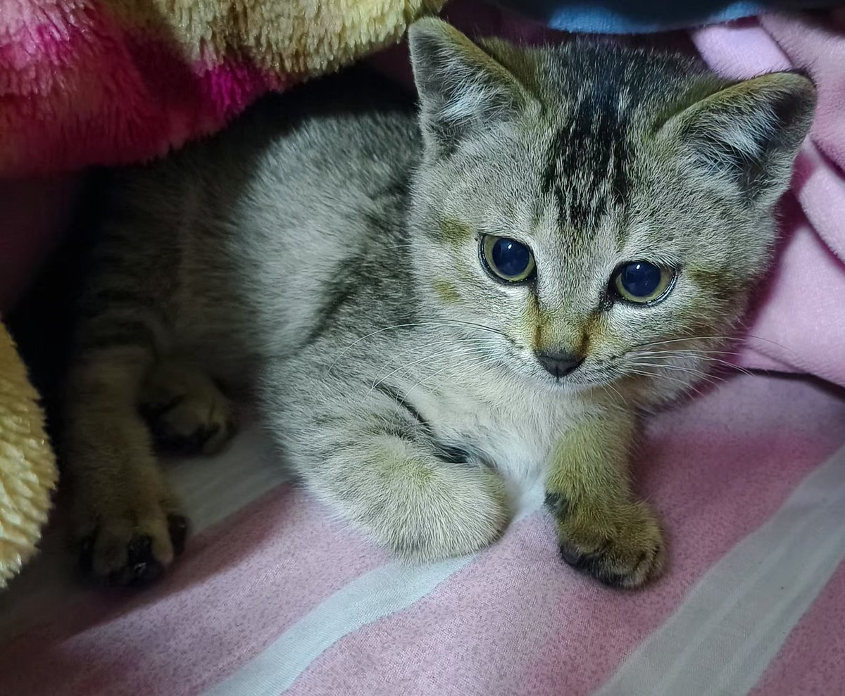 SoYoungGum's tweet photo. Kelakuan majikan, Dah jam segini ngajak main mulu padahal babu udah lemes pen tidur 😒

Macem mana ini #moots https://t.co/fKklnmoayQ