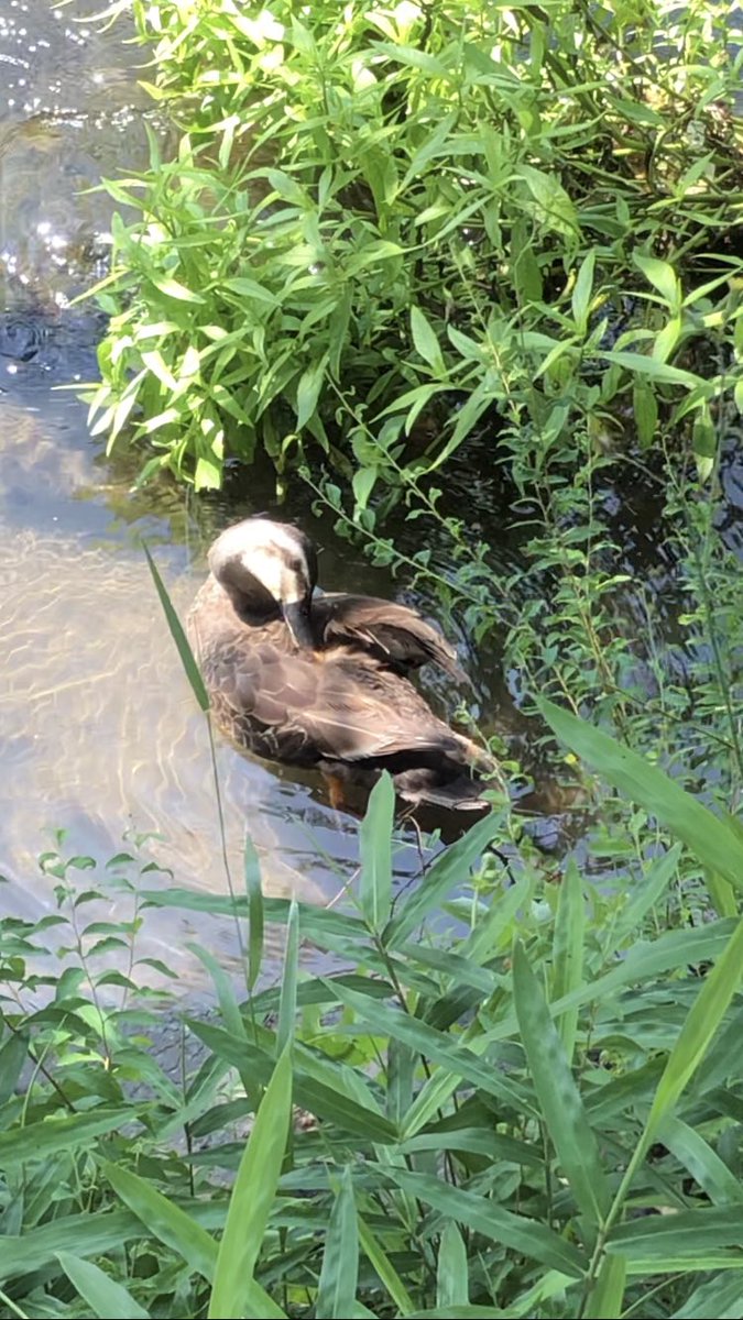kinokohouse's tweet photo. cute ducks are relaxing #birds #duck #river #nature #cute #wildlife #wal... https://t.co/jodtnDaAaO @YouTubeより https://t.co/eVRKiRU51I