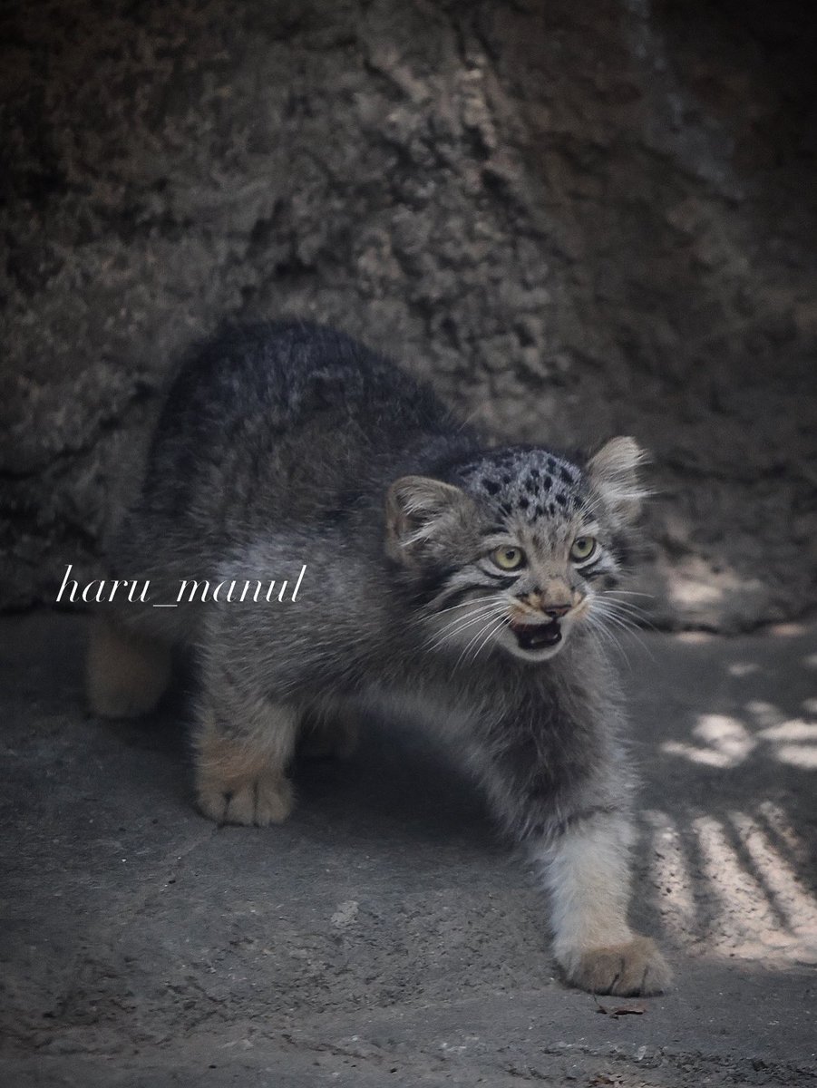 haru_manul tweet media