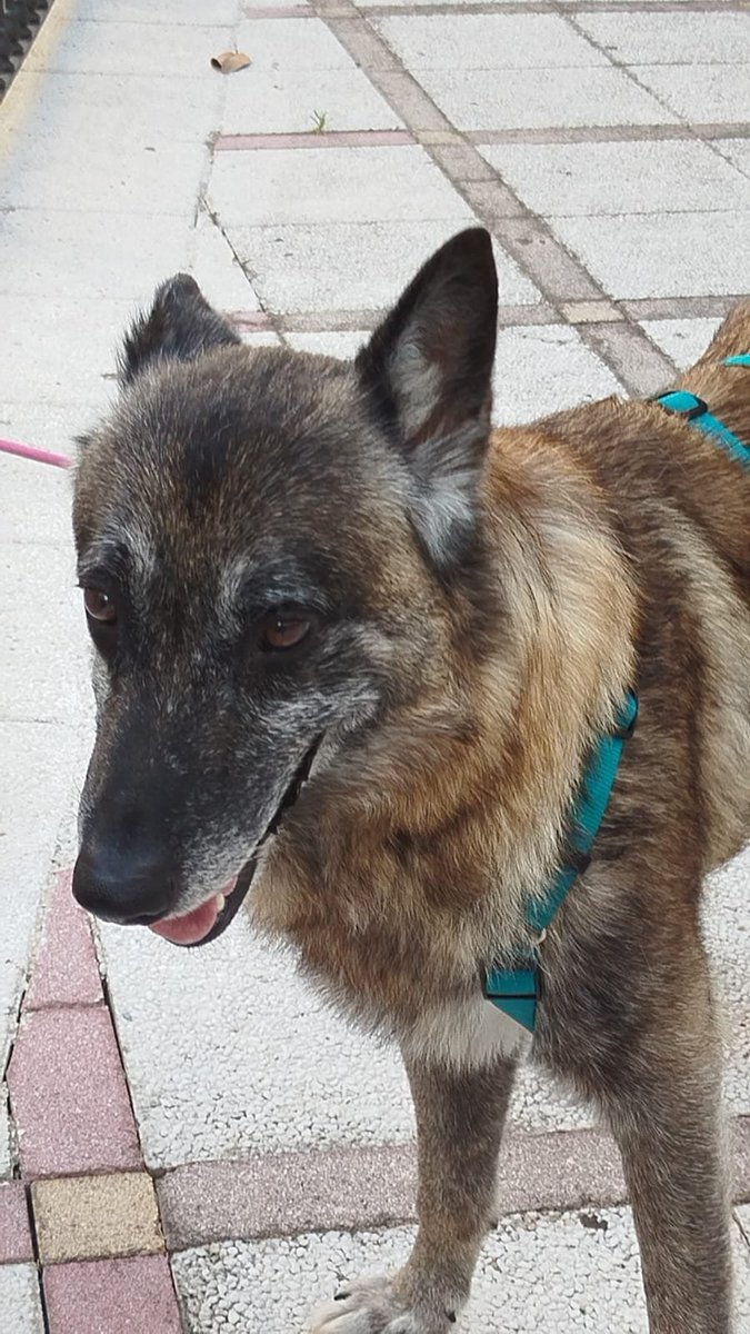 SilviaMylo's tweet photo. Qué posibilidades tiene de encontrar una buena familia?? 😢 😞 💔
Copio :

Por favor urge una casa por 2 meses de acogida o adopción
Me llamo tom
Tengo 6 años
Vivía con un humano que no me daba de comer y me pegaba las personas que me están buscando un buen hogar
Estoy esterilizado analíticas y test de lihismania negativo
Por favor soy noble y bueno
Tel.contacto 646069620
Estoy en Gerona