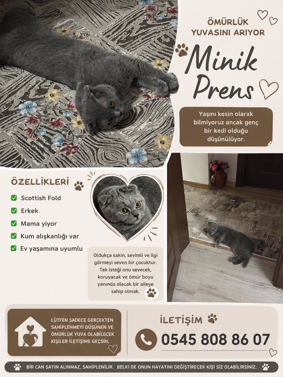 Serap_ucr's tweet photo. Ömürlük yuvasını arıyor 🤍🐈 https://t.co/7r5HecamCf