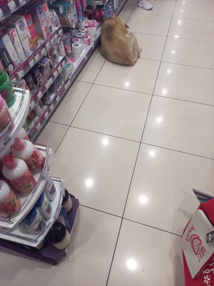 KopekTehlikesi's tweet photo. Gratis inatla mağazalarına başıboş köpek alıyor. Marka bu durumdan memnun görünüyor. Sözde hijyen ürünü satıyorlar. Gidip gitmemek size kalmış.

İzmir Poligon Gratis https://t.co/VkJYDAXKEr