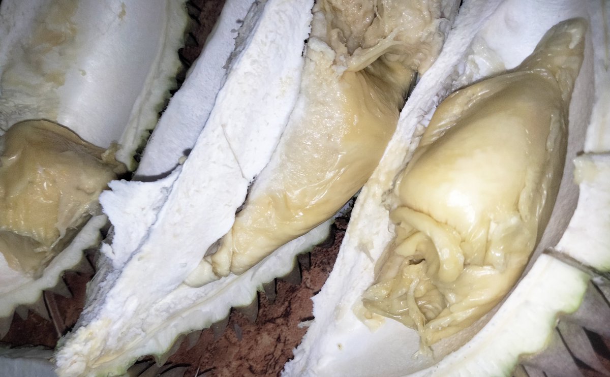 oerchiid's tweet photo. yang gak suka duren hukumannya cium gw https://t.co/fwPHkDFv0i