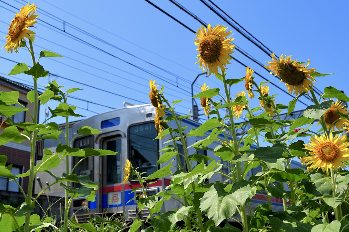 re460_120's tweet photo. 🌻回送🌻🌻
なかなか撮影機会のない83(回送)、いろいろ偶然が重なって撮れました。
2026/07/20   3544編成 https://t.co/JlRL5rthcv