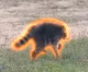BSCNews's tweet photo. $JIMOTHY has surged over 700% since it started trending on PumpFun. 

The memecoin is up 60% in the past 24 hours... https://t.co/9D1xqMmmlZ