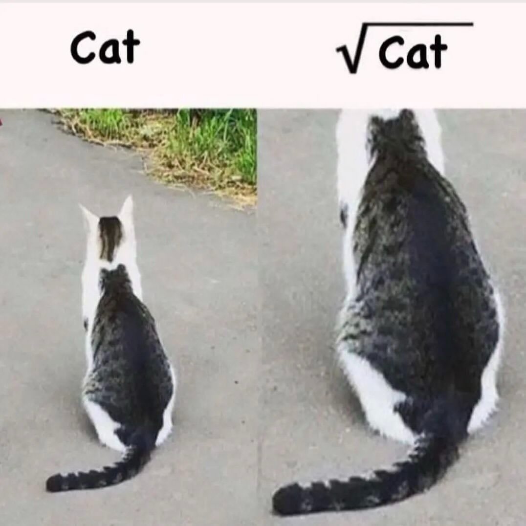 meow tweet media