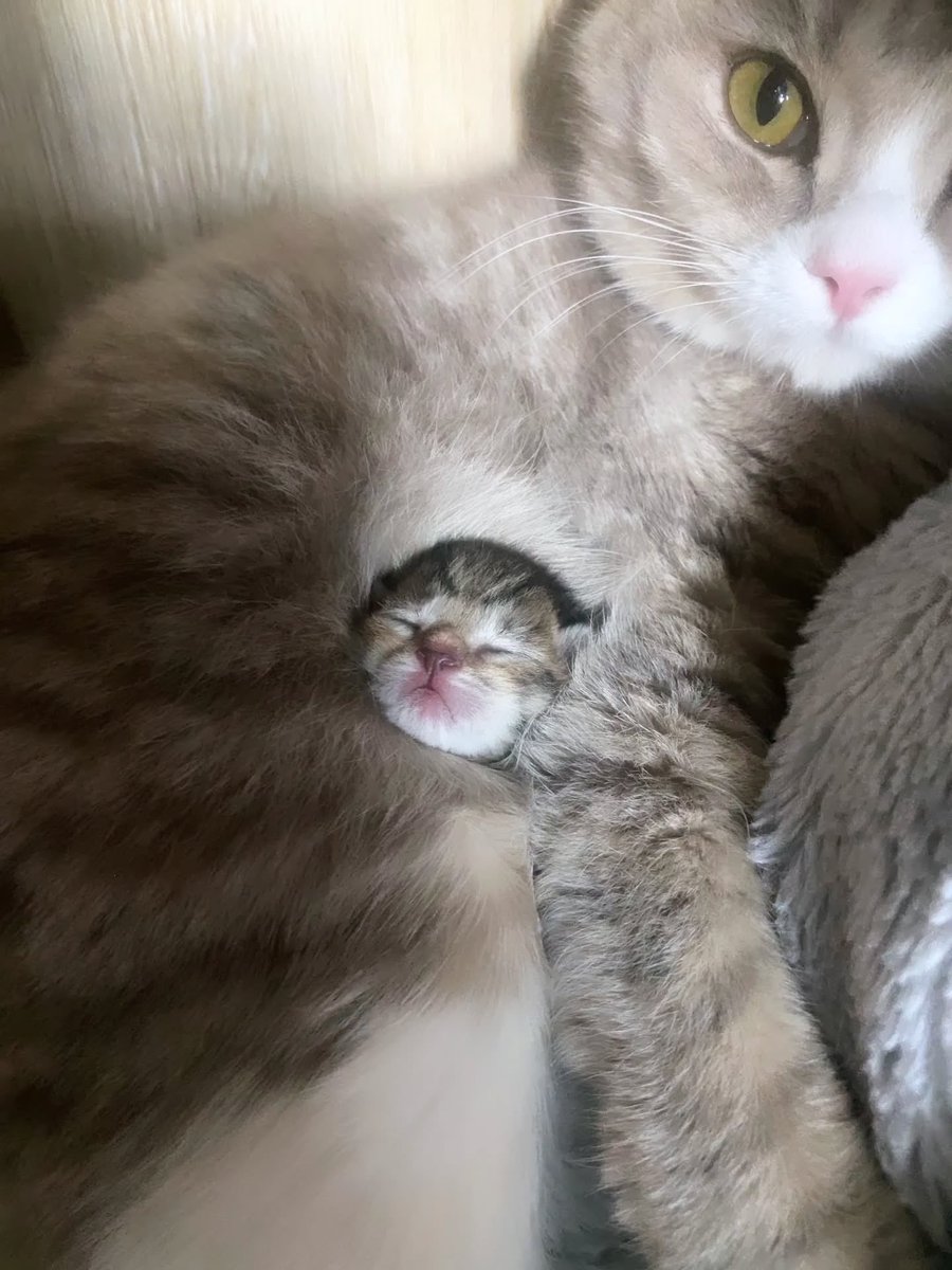 JoyfullCat's tweet photo. https://t.co/mkOaoWne56
