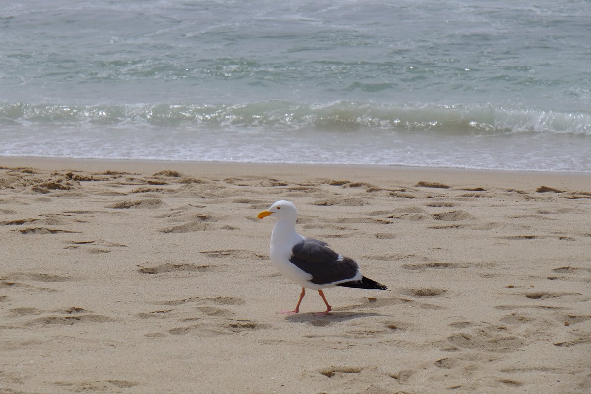 KlickTale's tweet photo. Beach patrol, fully in charge. 🌊
Just a gull, the tideline, and nowhere else to be.

#seagull #beachlife #shorebird #coastalvibes #oceanwaves #beachphotography #naturephotography https://t.co/gHtKsVPrPw
