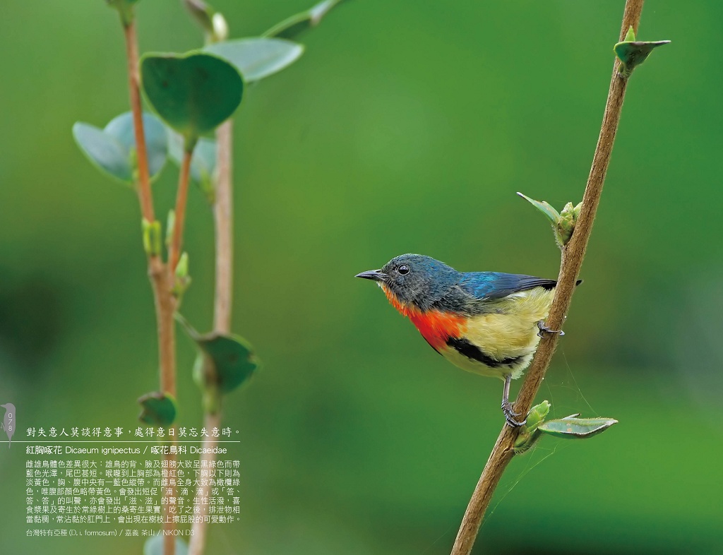 jiantimou's tweet photo. 紅胸啄花 Dicaeum ignipectus / 啄花鳥科 Dicaeidae
NIKON D3 https://t.co/3QuIRmkLbK