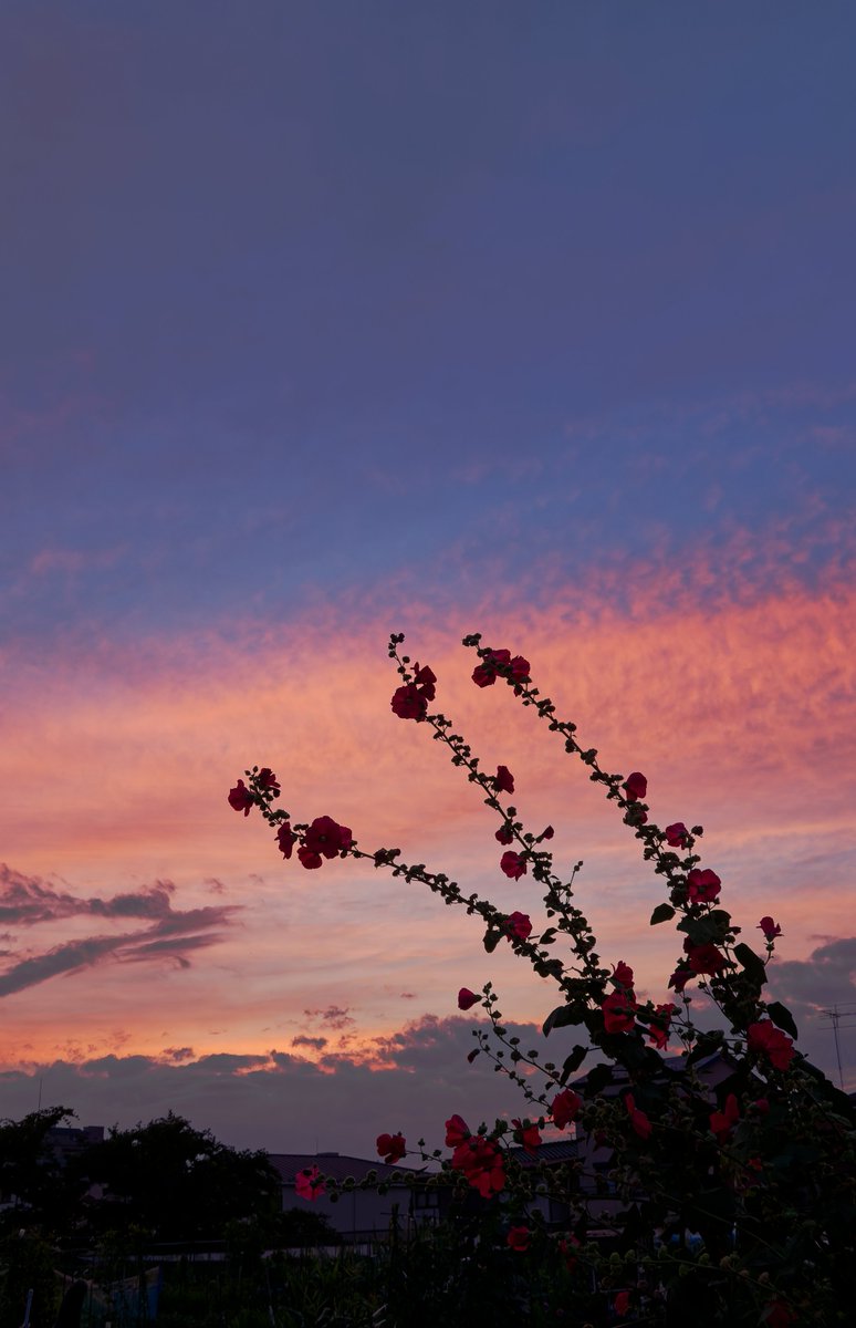 ita_boardman's tweet photo. 気に入ってる夕焼け写真 https://t.co/R6BX0jctCo