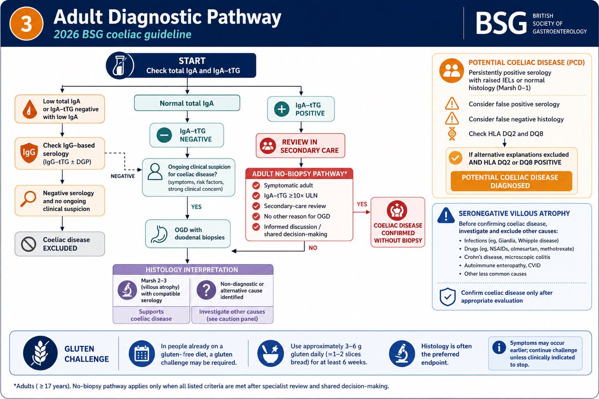 sepdigestiva's tweet photo. Guías BSG 2026 sobre enfermedad celíaca: resumen guiado con IA 🌾🆕

1️⃣ Resumen y principales novedades 🔑
2️⃣ ¿A quién se debe realizar el cribado? 🧐
3️⃣ Algoritmo diagnóstico en adultos ⚙️
4️⃣ Seguimiento a largo plazo 🏥 https://t.co/pmxH5EYfsP
