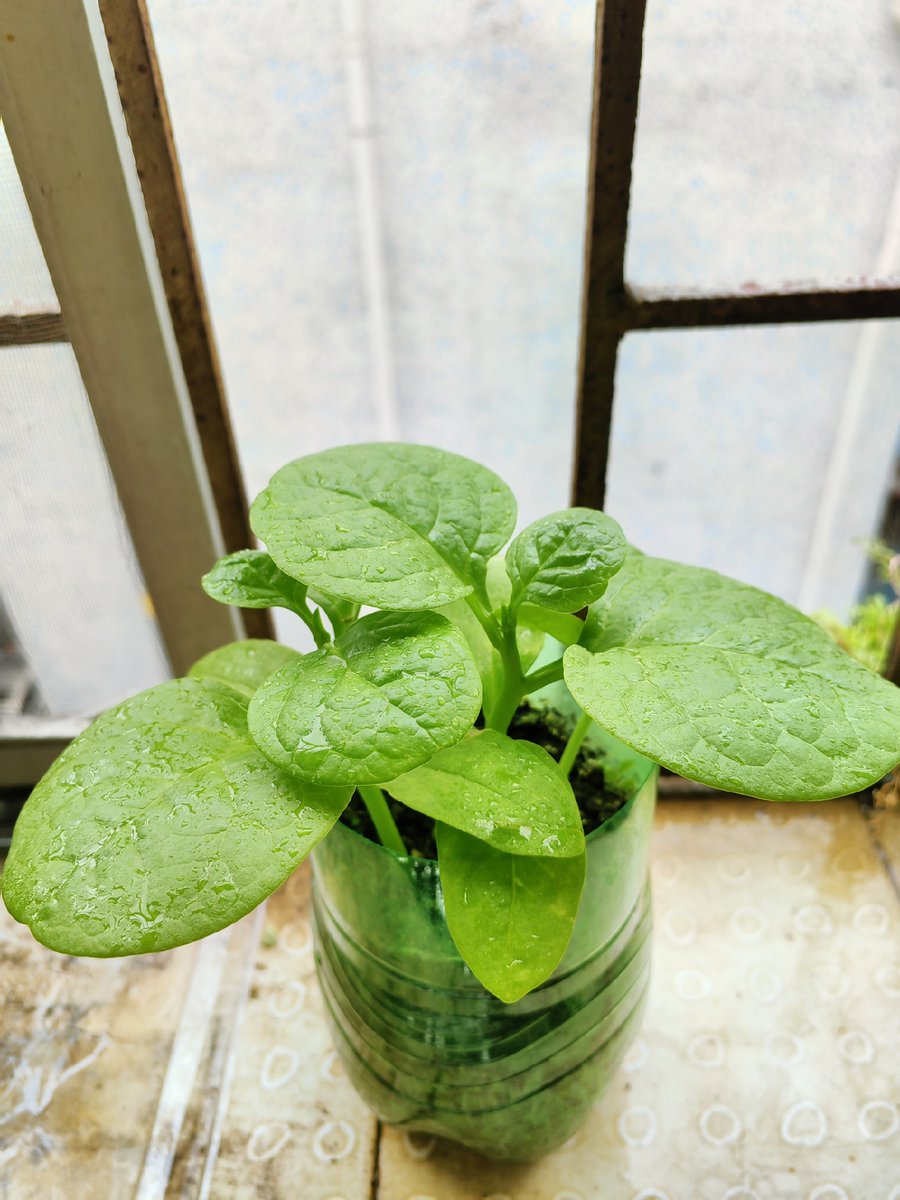 kmjkim1's tweet photo. New to plant parenting Stick your finger 1 inch into soil—dry = water, damp = skip! No more overwatering oops! https://t.co/Te6cJmP7dv