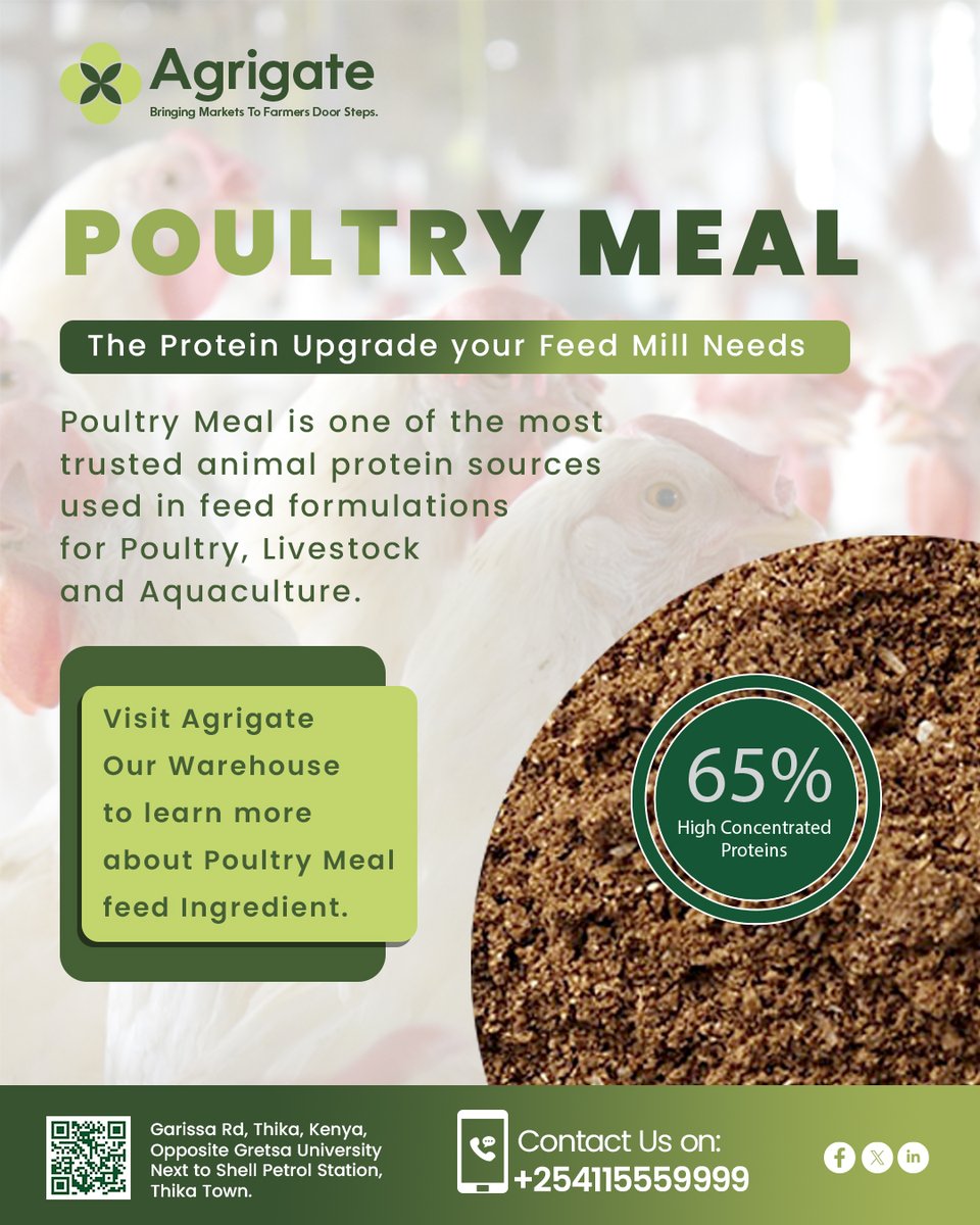 AgrigateKenya's tweet photo. 🐔 Soymeal prices rising.
 Imports stuck at the border.
Agrigate's Poultry Meal: 65% concentrated protein, locally available, built for Kenya's feed manufacturers.
No delays. No forex risk. Just better protein.
📍 Thika | 📞 +254 115 559 999
#AnimalFeed #BomaYangu #PoultryMeal https://t.co/OL10VjNY2Z