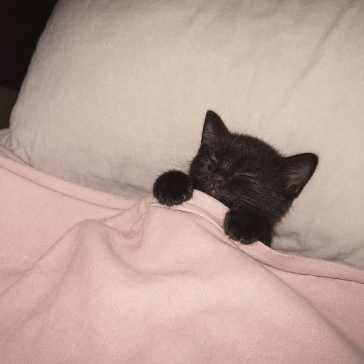 catsdotjpg's tweet photo. https://t.co/EmI7oPnleO