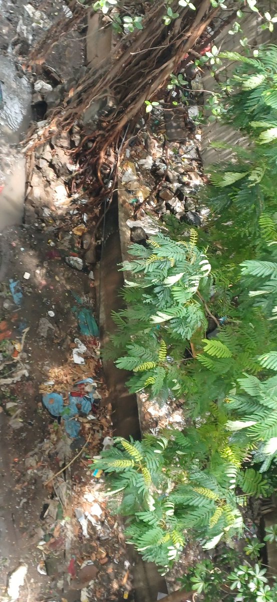 r_vikaschandra's tweet photo. कृपया तत्काल निरीक्षण कर सफाई, फॉगिंग और आवश्यक कार्रवाई करें। जनता के स्वास्थ्य से खिलवाड़ बंद होना चाहिए। https://t.co/5q4uT5Eb7o