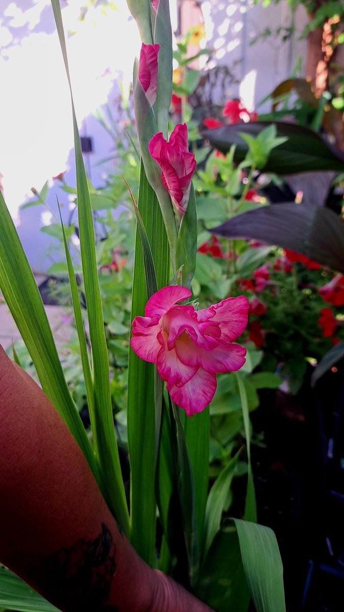 InkedDeviant's tweet photo. Ruffled Hot Pink Gladiola Is Starting To Bloom...♡
#gladiola #happyheart #favecolor #plantnerd https://t.co/OteFJjsZJO