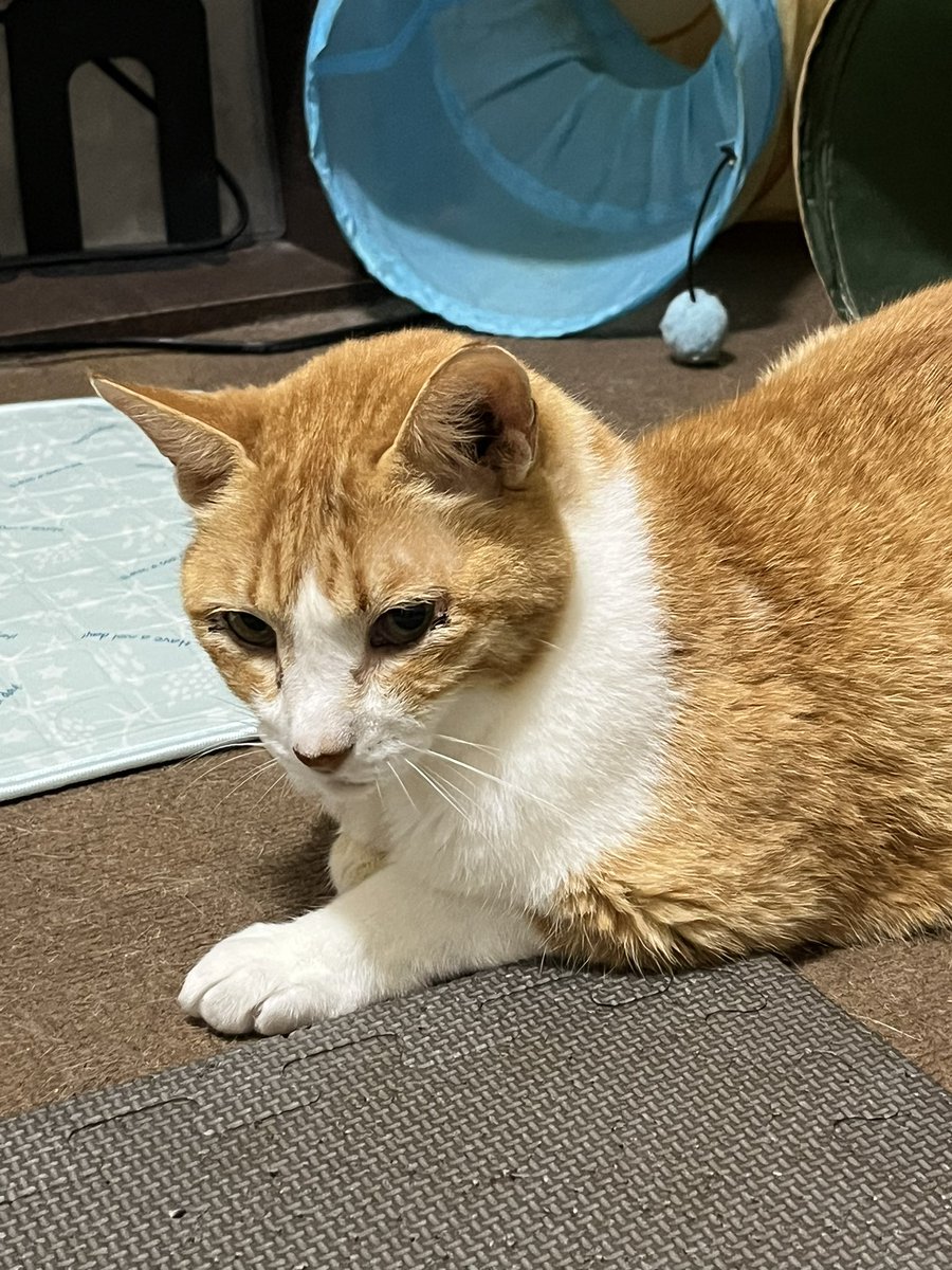 zenacocoro's tweet photo. おやすみニャ

おやすみなニョだ https://t.co/FdU52aH2fy