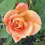 Photo by Lorna (@JardinDesign)