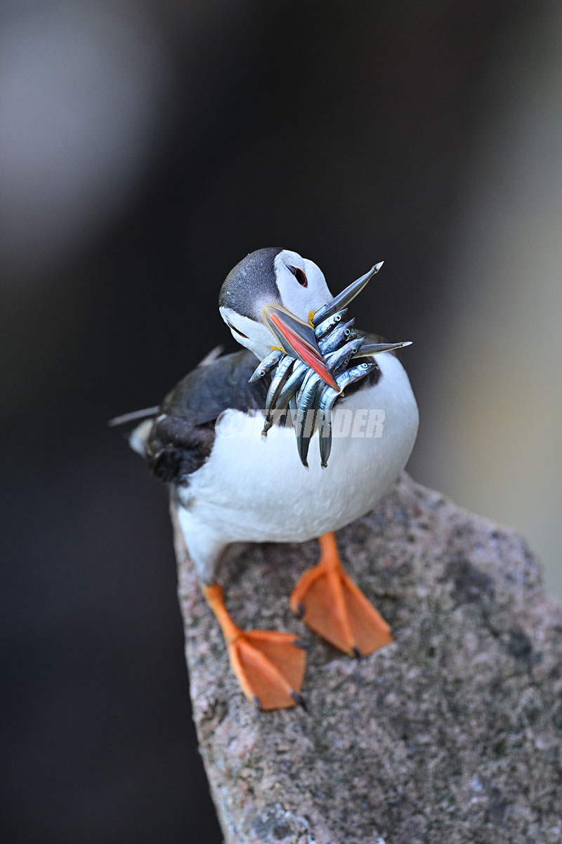 コウノドリ 🐧ニシツノメドリ 🐟🐟🐟🐟🐟🐟 🪶Atlantic Puffin 📷Nikon Z8