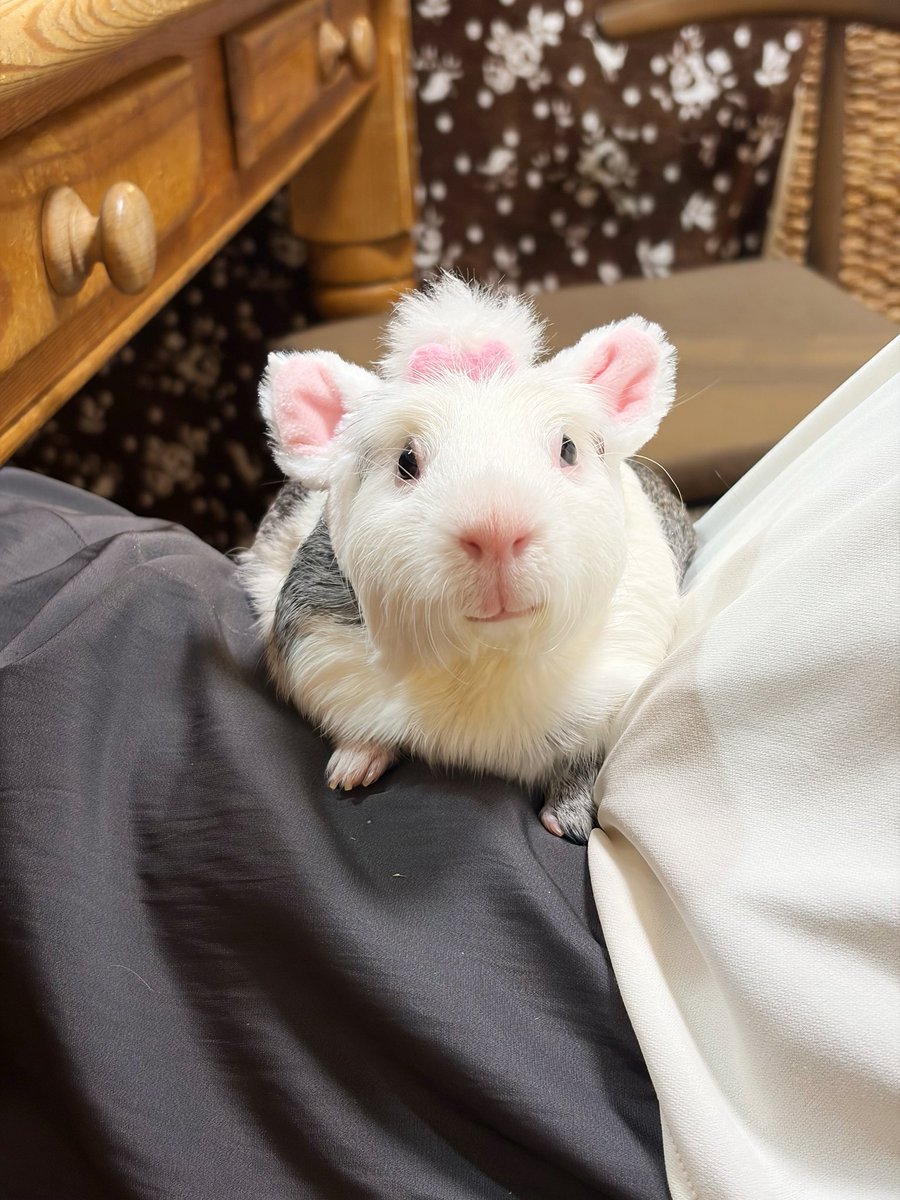 honyu1013's tweet photo. ぼくはねこさんだチモー

#モルモット
#guineapig
#기니피그 https://t.co/ZMENY4WaD4