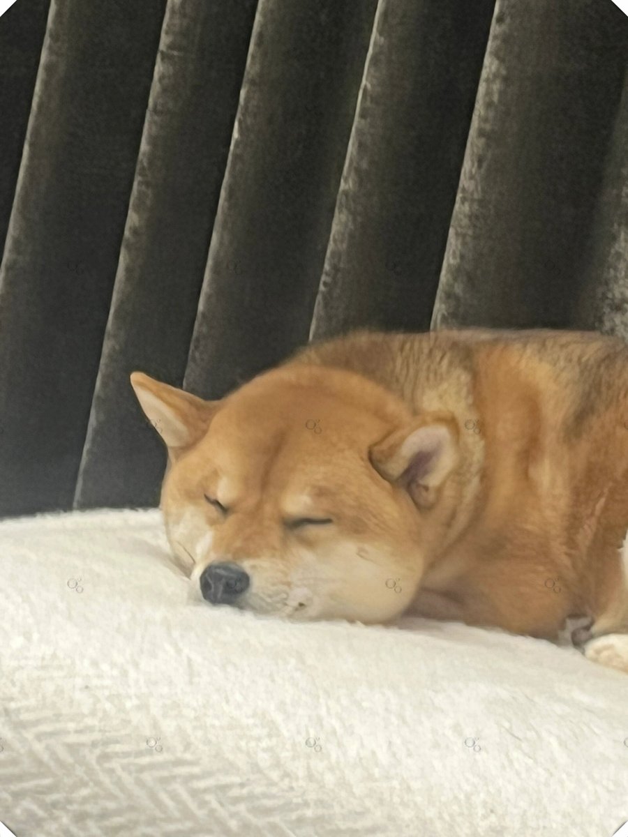 SarahHu17960787's tweet photo. Spent the evening curled up with my pup, and suddenly all the weekday stress melted away—nothing beats this warm, quiet companion.， https://t.co/97mXff1DIX