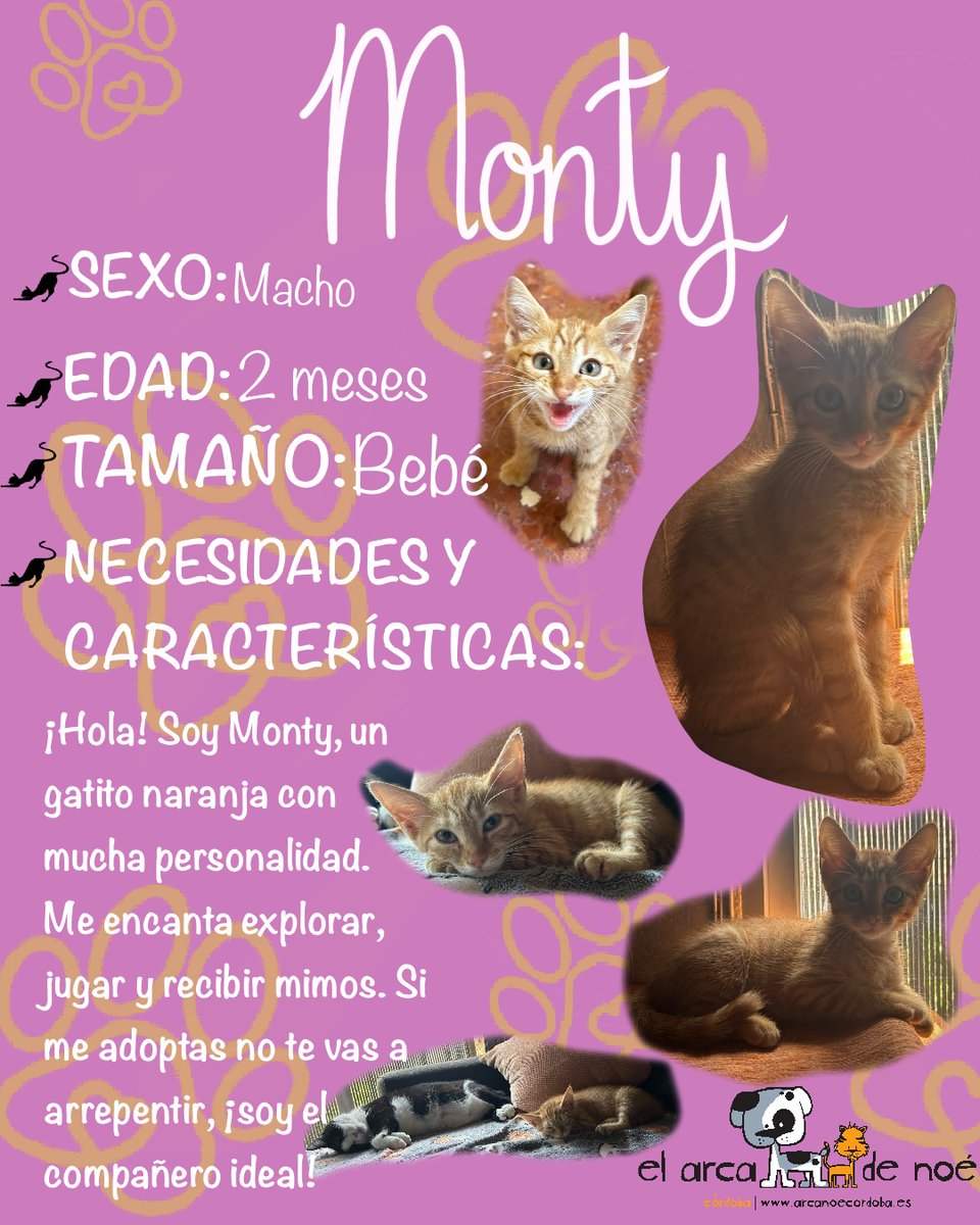 ArcaCordoba's tweet photo. MONTY

"Unos bomberos me sacaron del tubo de un coche y después me escapé ¡yo quería aventuras! Después me sacaron de otro tubo y ya llegué a mi acogida. Me encanta dormir con mis hermanitos, recibir mimos y jugar, ¡quiero una así para siempre!"

🖇️: https://t.co/knrp3Bikls https://t.co/2RFR8W72SH
