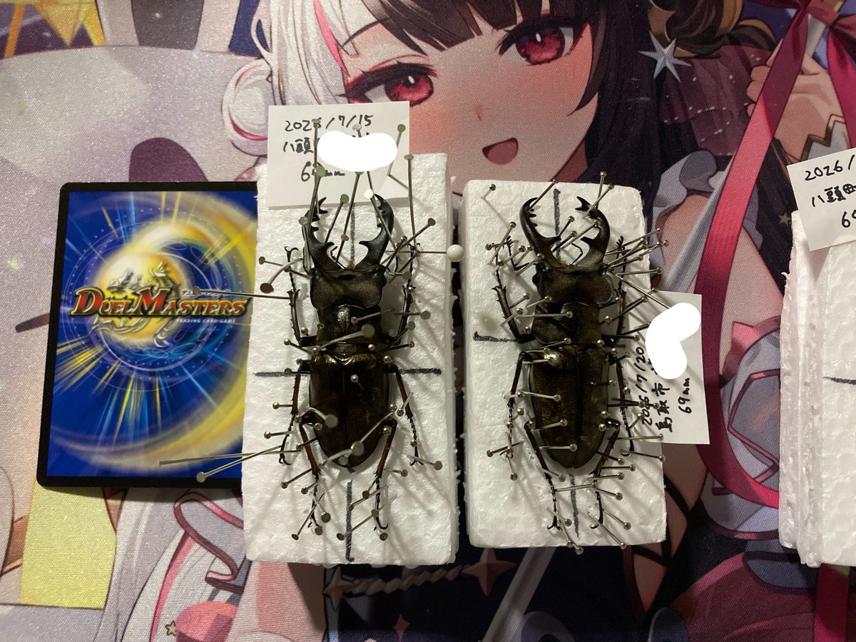bartensann's tweet photo. 乾燥まち　活動中適当に測って〆た子、知らんうちに目標達成してた　ザ・ノコギリクワガタってかんじのアゴの湾曲強い子でも60後半出したいですよね　まあ来年かなぁ https://t.co/1CZF9xtgmK