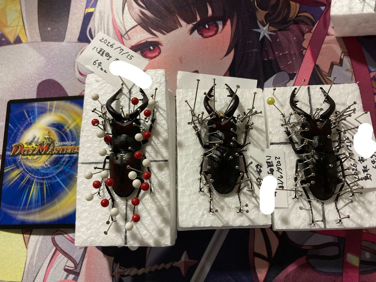 bartensann's tweet photo. 乾燥まち　活動中適当に測って〆た子、知らんうちに目標達成してた　ザ・ノコギリクワガタってかんじのアゴの湾曲強い子でも60後半出したいですよね　まあ来年かなぁ https://t.co/1CZF9xtgmK