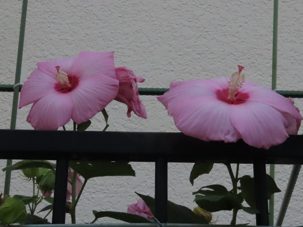 Walking801's tweet photo. 写真日記（7月22日）#川西市 #川西写真散歩
　ちょっと高い石垣の上に見えた大きなフヨウの花。余りの大きさにもしかして違うのではないかと思ったのですが、Googleレンズで調べるとやはりフヨウの一種でした。名前はアメリカフヨウ。花の大きさは直径30ｃｍにもなるそうです。 https://t.co/FTzOsoyJka