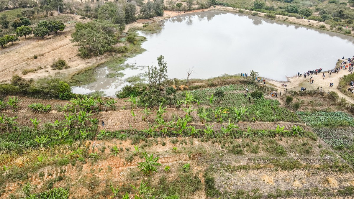 Wavinya_Ndeti's tweet photo. The Kwa Katiwa Earth Dam Value Addition Project in Kithongoni Sub-Location, Kangundo West Ward, is transforming lives by creating new economic opportunities for local residents. Today, we stocked the dam with additional fish fingerlings to enhance fish production, strengthen aquaculture, and create more sustainable sources of food and income for the local community.

This is in addition to the farming activities already being practiced, with residents growing and selling crops such as tomatoes, sukuma wiki, spinach, bananas, sugarcane, and sweet potatoes, among others. As the county government, we have supported these efforts by providing seeds, seedlings, and planting vines.

The earth dam is also providing reliable water for domestic use and livestock, improving livelihoods and supporting the local economy. This is not just an investment in a water resource but the perfect foundation for the realization of Chakula Mezani, Pesa Mfukoni in Machakos.