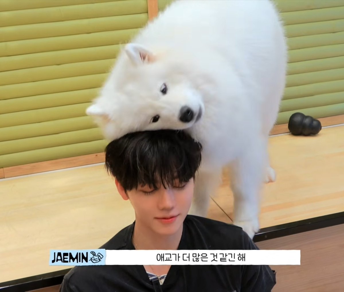 jaemtonyangie's tweet photo. So cuteeeee 🐶🐶
#재민 #JAEMIN https://t.co/PeJ0bAlsHF