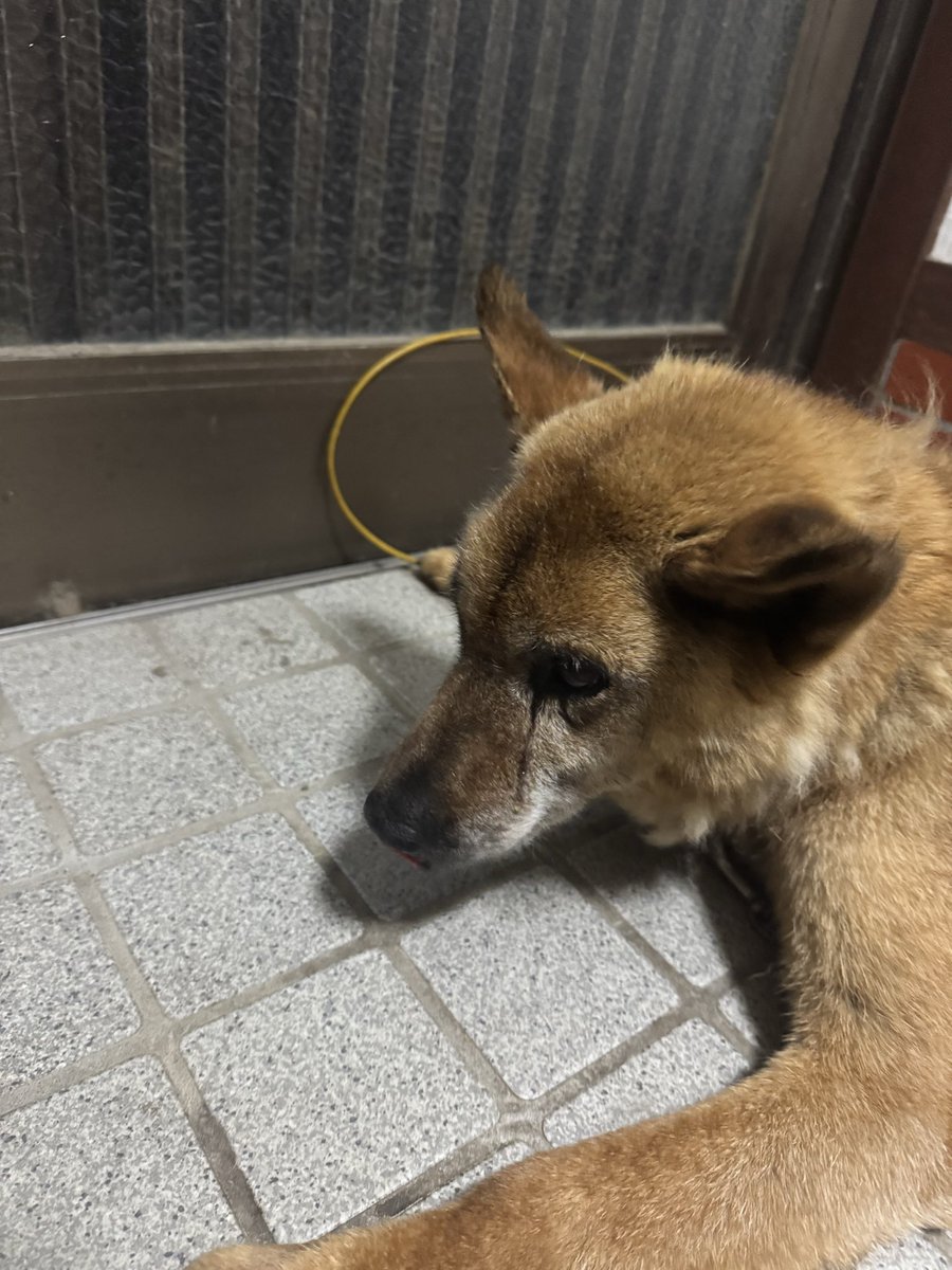 shinGR1209's tweet photo. むーちゃんが急に立てなくなっちゃった💦熱中症なのかな？今扇風機で冷やしながら、やっとお水飲んでご飯食べた所！ https://t.co/4O14I8FiSa