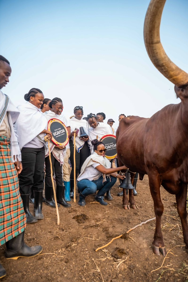 MTWAUganda's tweet photo. Positioning and promoting the unique Ankole Longhorned Cattle is our agenda.A team led by @TourismBoardUg CEO @JulzKagwa alongside @misstourismUga Ankole contestants is at @emburara partaking in showcasing the symbolic significance of these prestigious and beautiful cows.
UTB CEO @JulzKagwa is in the lead demonstrating how the Longhorns are milked as well as participating in other activities like milk preservation,how items used in the day today pastoral lifestyle are cleaned and preserved, the symbolic power of these cows and how we can position them as a unique tourism product. @ExploreUganda