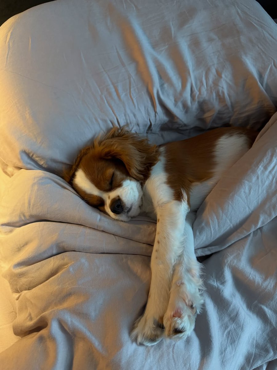 Ellen5646's tweet photo. You might as well be my master You've already taken over my bed. https://t.co/r8TZ6MPXwl