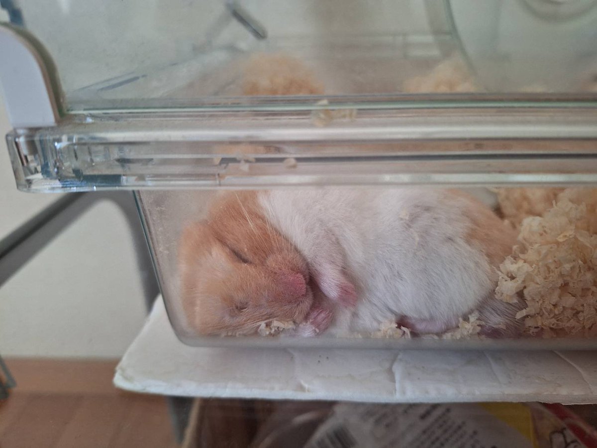 maksato19's tweet photo. きなこｸﾝ日記427
ムギュ🐹💦
#ハムスター
#ハムスターのいる暮らし
#ハムスター好きと繋がりたい
#ハムスターのいる生活 https://t.co/BibvkxFcJY