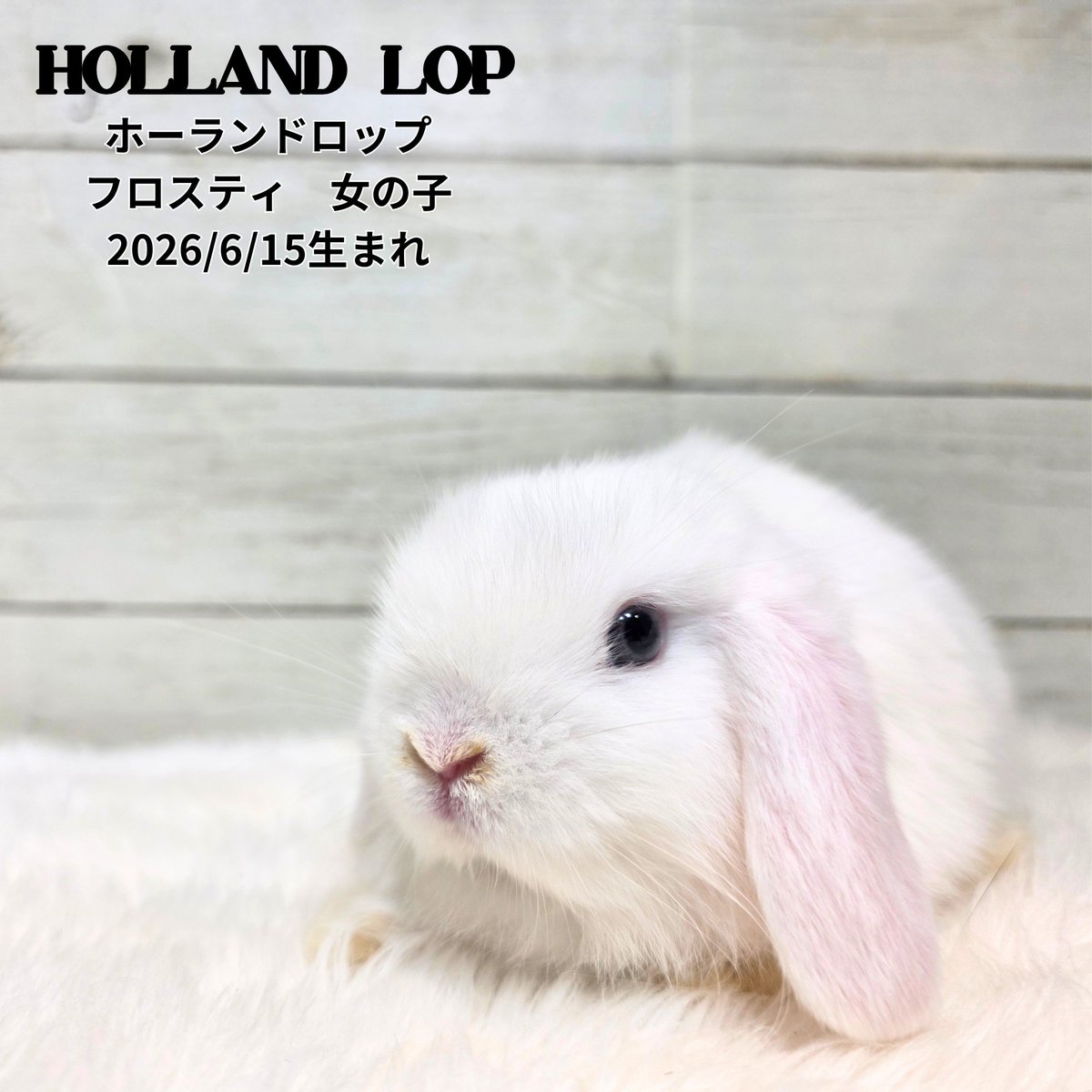 monlapin_rabbit's tweet photo. ライオンヘッドセーブルポイント女の子2匹とホーランドロップフロスティ女の子がやってきましたよ！

飼育講習会も好評予約受付中です！
7月30日、8月6、12、13、19、20日は予約で埋まっています！ご連絡お待ちしております！
予約はコチラ　011-200-7018

#ライオンヘッド　#ホーランドロップ https://t.co/01qPL6p24c