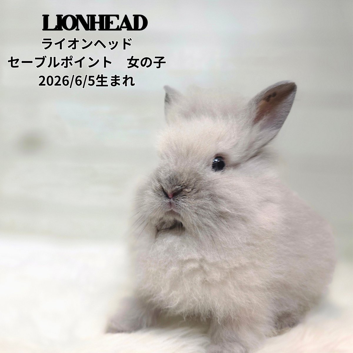 monlapin_rabbit's tweet photo. ライオンヘッドセーブルポイント女の子2匹とホーランドロップフロスティ女の子がやってきましたよ！

飼育講習会も好評予約受付中です！
7月30日、8月6、12、13、19、20日は予約で埋まっています！ご連絡お待ちしております！
予約はコチラ　011-200-7018

#ライオンヘッド　#ホーランドロップ https://t.co/01qPL6p24c