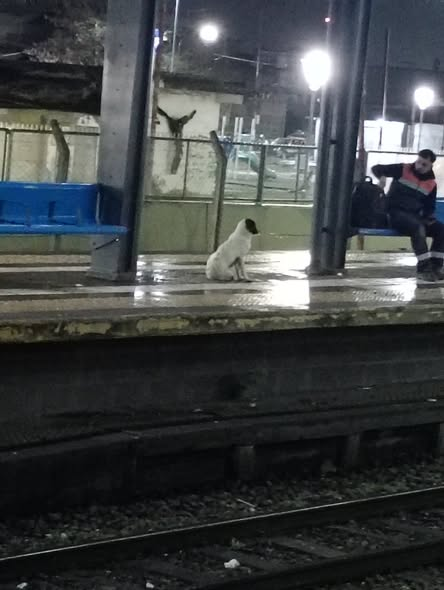 XxiJusticia's tweet photo. Perros perdidos Laferrere  
Emma Ramirez dice:
Está en la estación de Laferrere re perdida, está llorando
Si pueden ir y tenerla alguien estaría genial https://t.co/AR6MQI2GSt