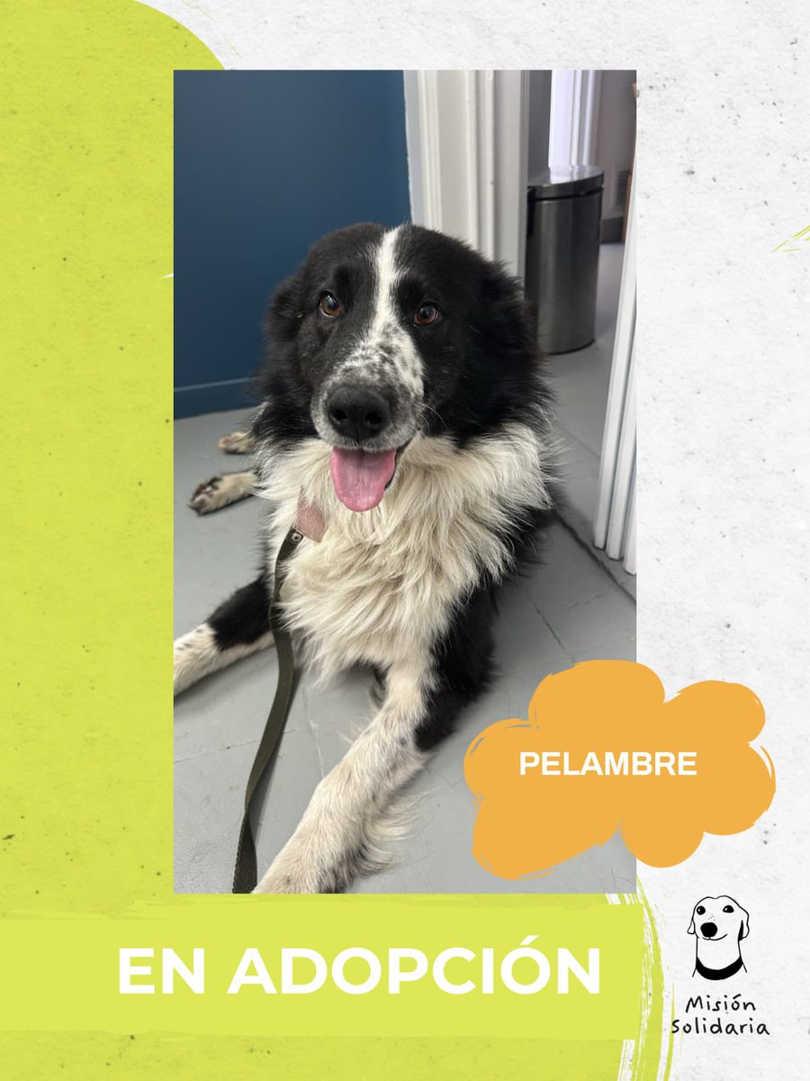 lagarzasosa_'s tweet photo. Pelambre tiene 6 años. Está castrada, vacunada, desparasitada y es de tamaño mediano. Con el corazón enorme y mucho amor, busca una familia que la cuide para siempre. 
Zonas CABA y GBA 
Querés adoptarla? 
Escribime! 
misionsolidariatwitter@gmail.com 
Asunto: Pelambre
Rt porfa https://t.co/ELx0xTA1Im
