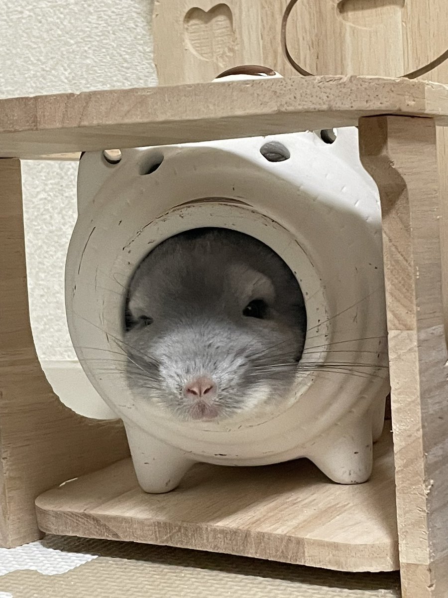chinchilla_bd's tweet photo. ぷぎ

#チンチラのいる暮らし https://t.co/GxtP2aifro
