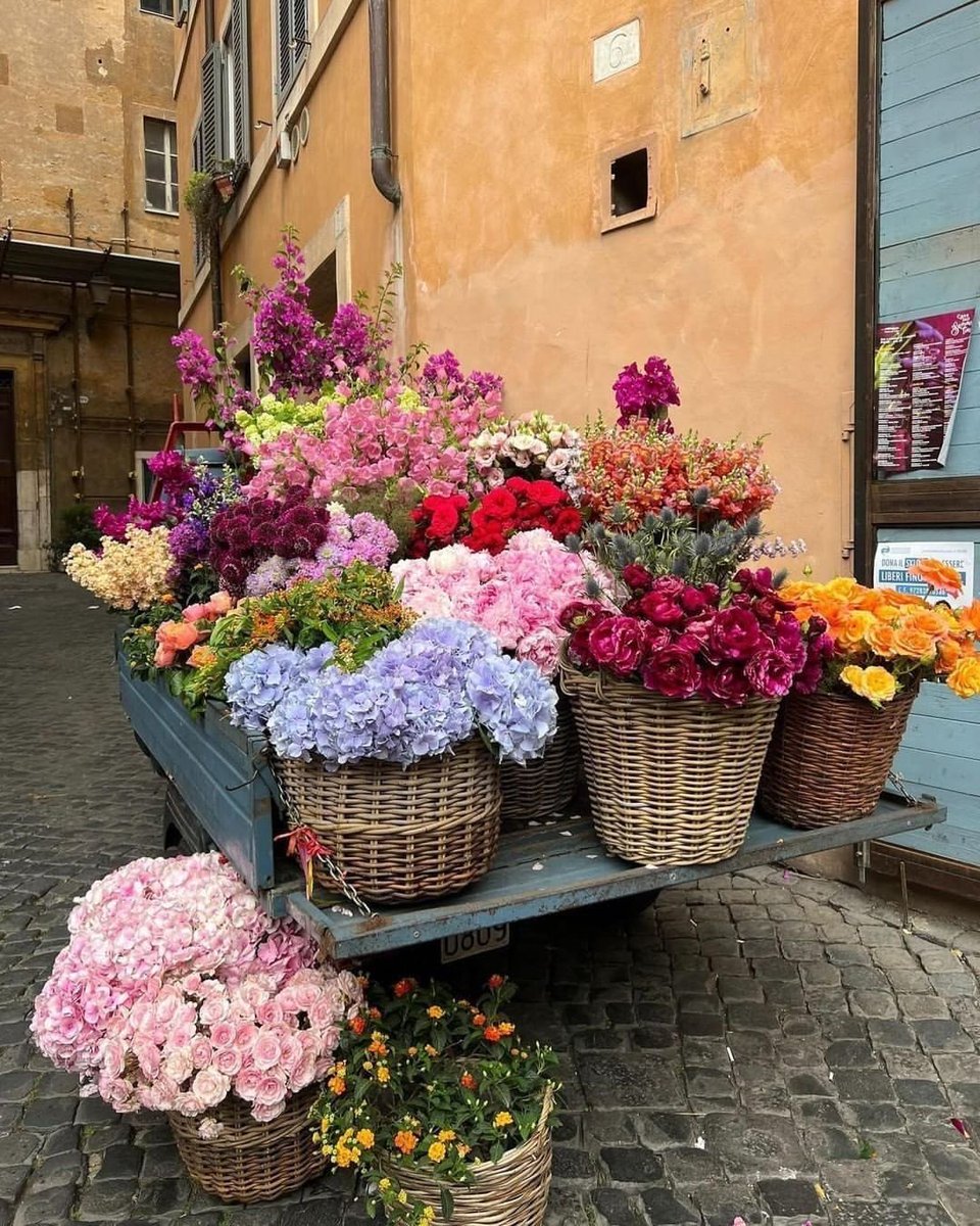 sereinvibee's tweet photo. The world feels softer with flowers around🌸 https://t.co/0NGzCcnHcB